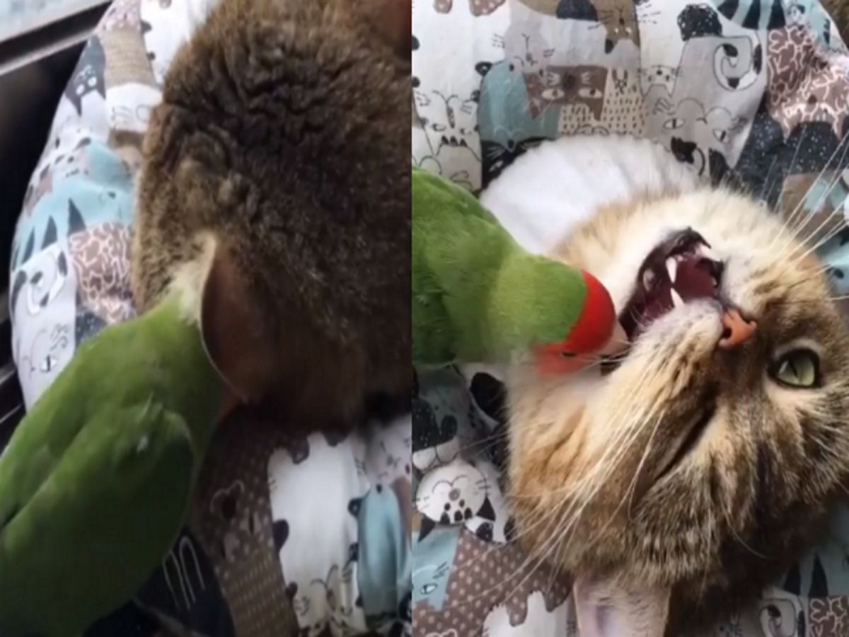 鸚鵡與貓咪（圖／翻攝自IG@Kitty Kitty）