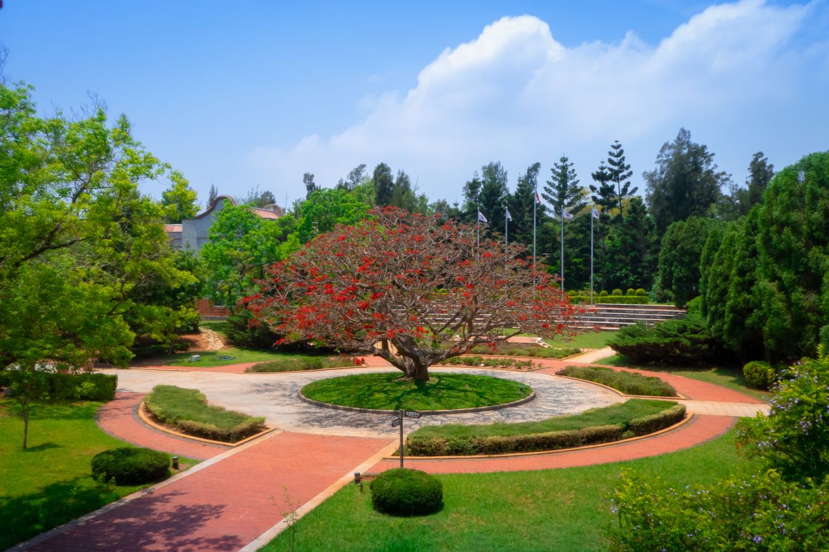 ▲金門國家公園行政中心前刺桐盛開，嫣紅豔麗，相當美麗！（圖／金門國家公園管理處提供）