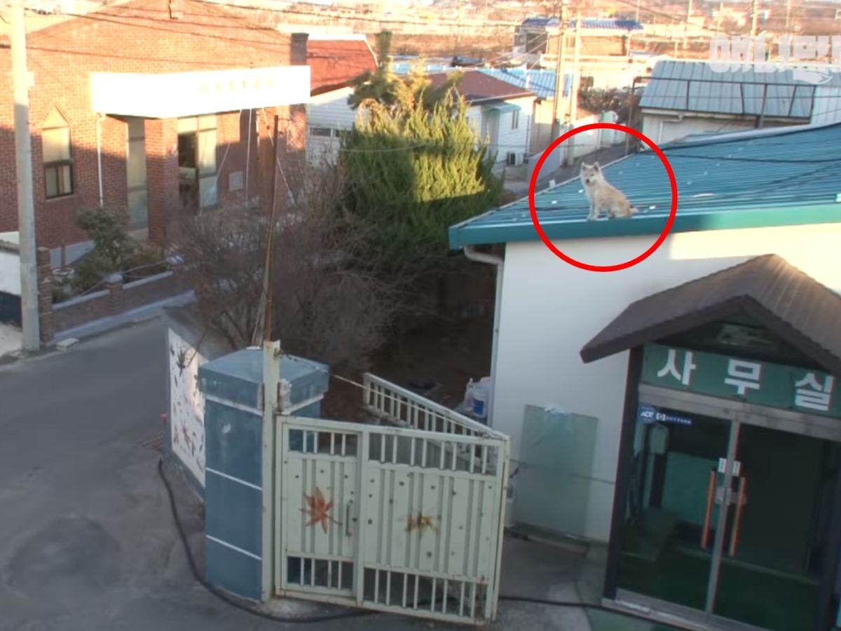 小時候看著兄弟姊妹一隻隻從樓梯離開，再也沒有回來，最後只剩下Chilbok自己。(圖/Youtube@SBS TV)