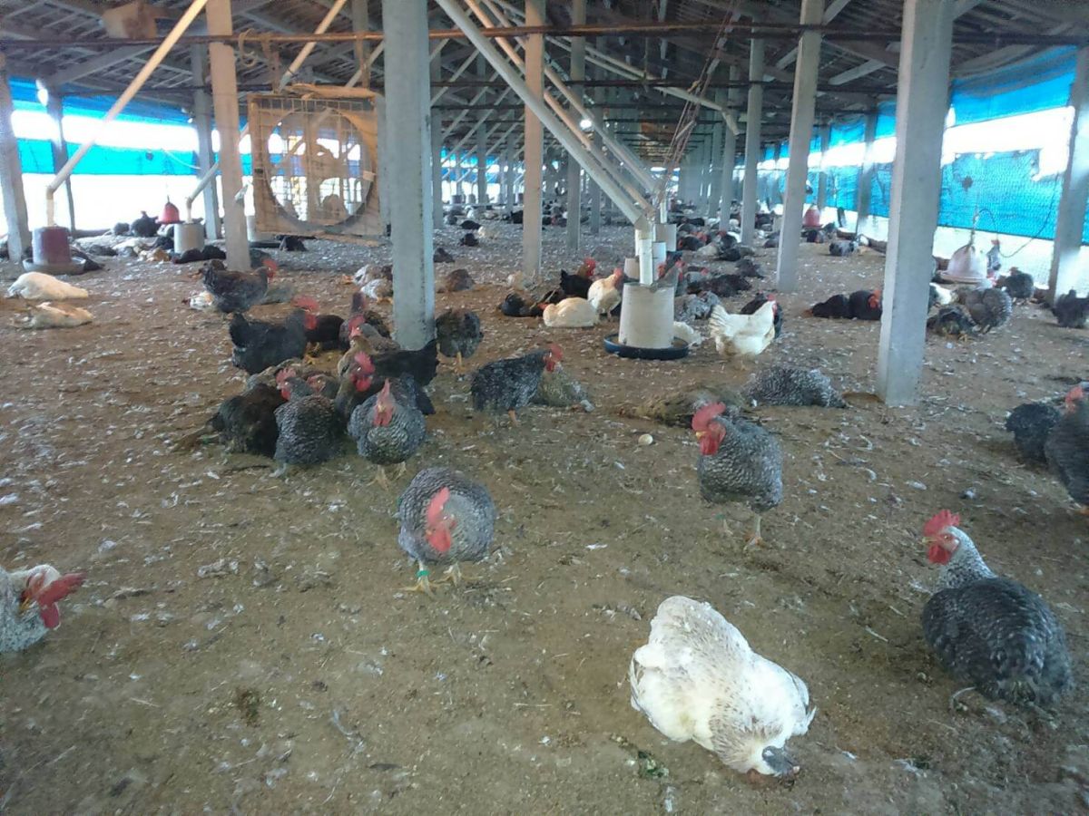 ▲禽流感橫行！竹塘鄉一處養雞場銷往臺北市批發市場的土雞，經採樣送檢確認感染「高病原性禽流感」。（圖／記者陳雅芳翻攝，2019.05.21）