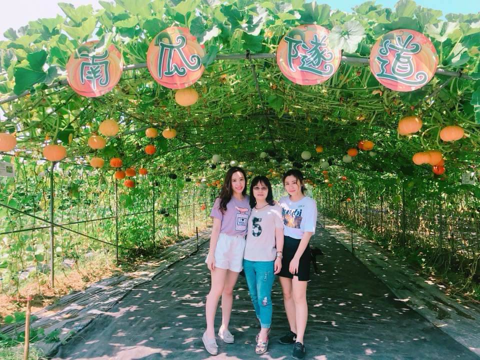 ▲淡水南瓜彩虹隧道是夏季限定的拍照秘境。（圖／新北市農業局提供）