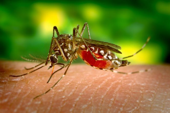 ▲哥倫比亞放出「特殊蚊子」，叮咬後會幫助控制登革熱疫情。（示意圖／取自 Pixabay ）