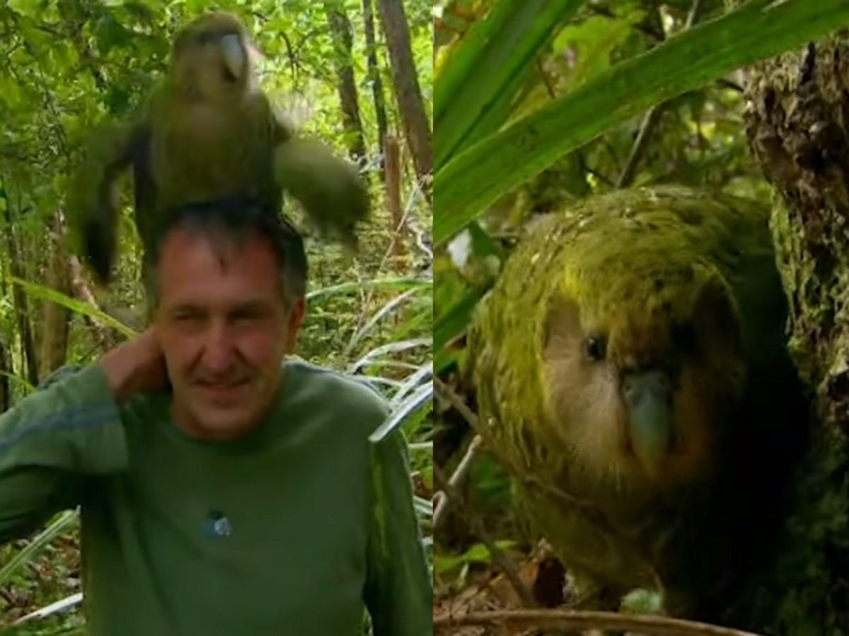 鴞鸚鵡（圖／翻攝自FB@BBC Earth）