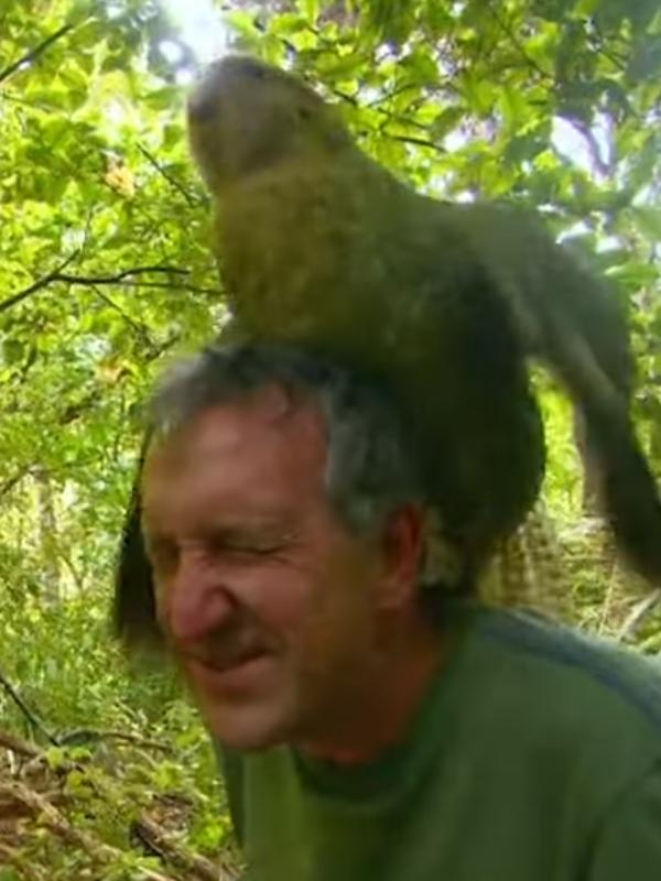 沒想到鴞鸚鵡竟爬上馬克的頭，以翅膀不停地左右拍打他的臉，做出求愛的動作！（圖／翻攝自FB@BBC Earth）