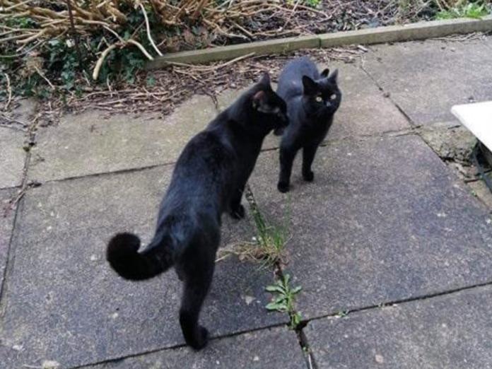 當時的莎拉並沒有想太多，但是她事後回想，Ozzy常常跟一隻黑色母貓在一塊，所以她想這一定是Ozzy和那隻母貓愛的結晶！ （圖/South Wales Argus）