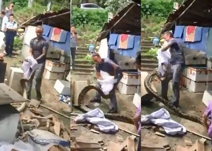 ▲香港新界出現長約4公尺的巨蟒，當地警方找來外籍蛇王捕蛇。（圖／翻攝網路）