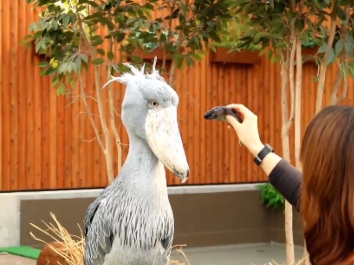 灰色大鳥鯨頭鸛對於食物很有自己的主見（圖／翻攝自Twitter@willow11290626）