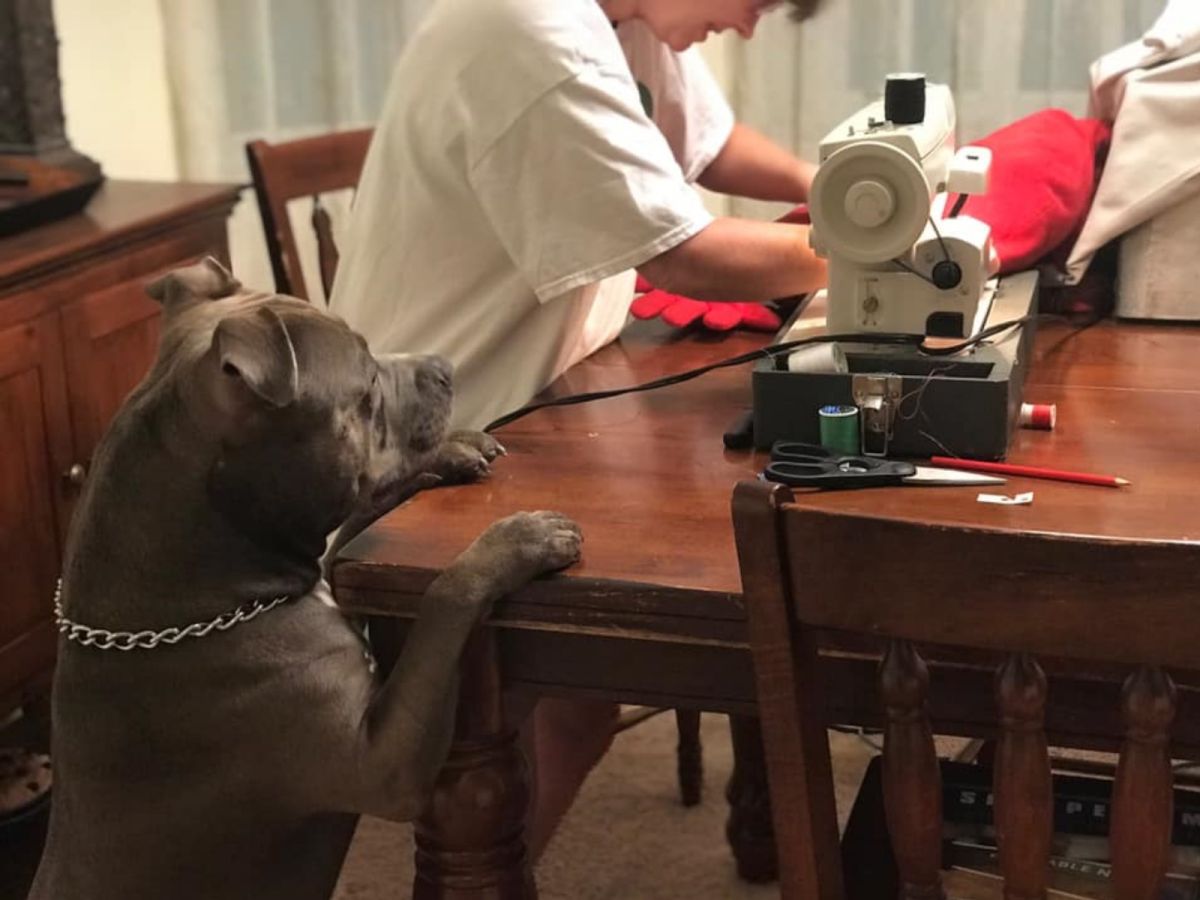 O’Cain說：「德拉克一直把頭湊過去，手掌也不停地抓著桌子，就是希望能離愛心枕頭越近越好，活像是老婆在生小孩，在一旁焦急等待的老公！」 (圖/Allie O'Cain)