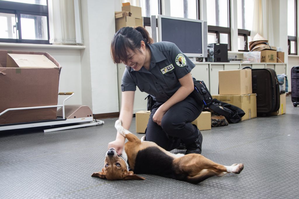 檢疫犬在非執勤時間時，私底下都是非常活潑及好動，是隻可愛的犬隻。　（初聲／何庭賢攝）