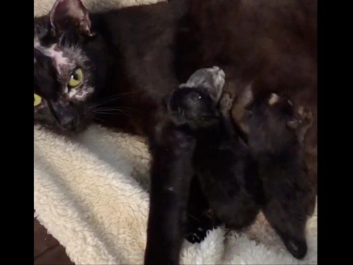組織志工一開始還覺得奇怪，為什麼潔米才剛來體重就一直增加，仔細觀察後發現牠懷孕了，於是他們幫助潔米順利產下奶貓。（圖/Motley Zoo Animal Rescue）