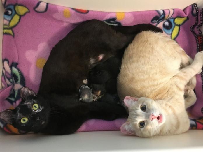 志工說：「通常母貓懷孕或生小孩的時候，我們會盡量讓公貓和母貓分開，但是當我們試著這麼做的時候，蘭登和潔米會變得很不安，所以後來還是讓牠們在一起。」 （圖/Motley Zoo Animal Rescue）
