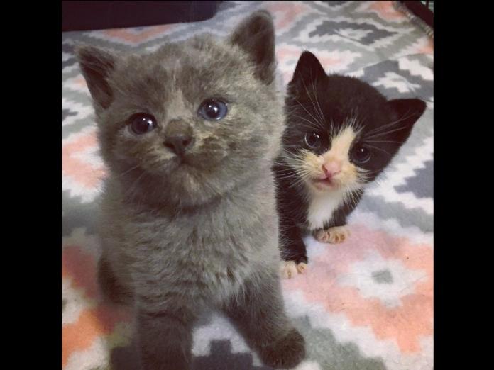 小奶貓需要一個媽媽，於是志工將牠介紹給潔米和蘭登，希望牠們能夠收留可憐的小奶貓。 （圖/Motley Zoo Animal Rescue）