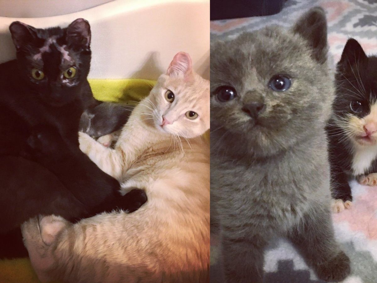 志工說：「通常母貓懷孕或生小孩的時候，我們會盡量讓公貓和母貓分開，但是當我們試著這麼做的時候，蘭登和潔米會變得很不安，所以後來還是讓牠們在一起。」 (圖/Motley Zoo Animal Rescue)