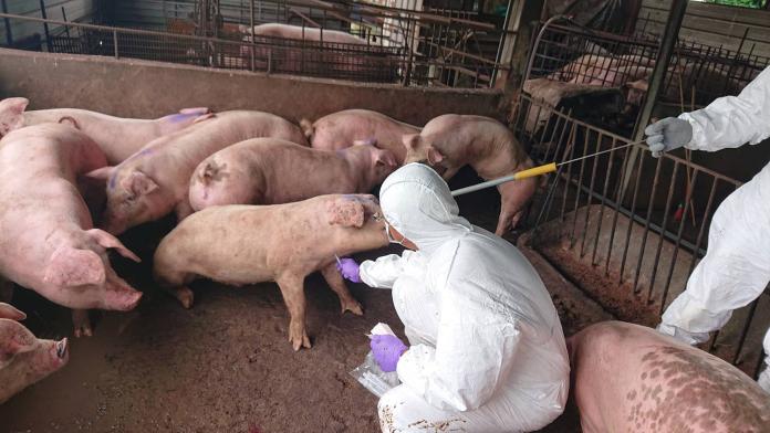 ▲防疫所今日進行3公里內4家養豬場採樣作業，每場採取20頭豬隻血液送樣監測。（圖／金門縣政府提供）。