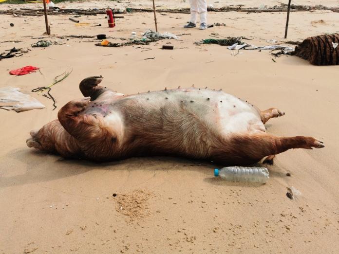 大陸生化武器又來襲　金門海漂豬屍檢出非洲豬瘟病毒
