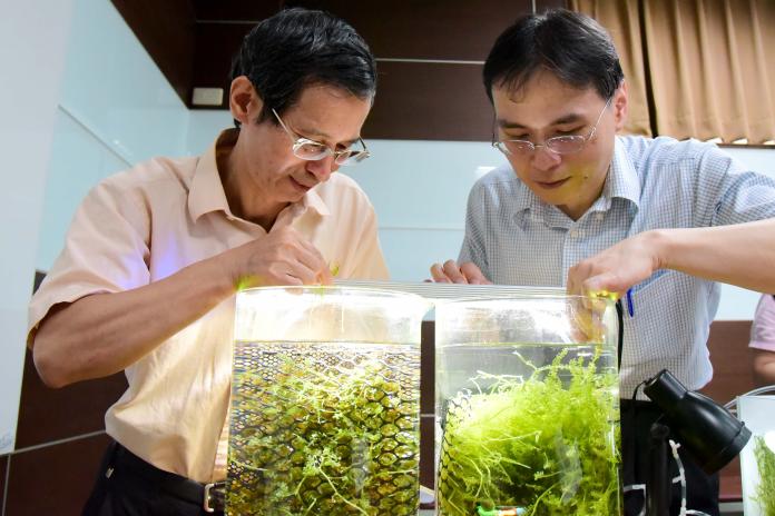 屏科大農學院院長陳福旗（左）與海洋大學助理教授李孟洲觀察小葉蕨藻。（圖／屏科大提供）