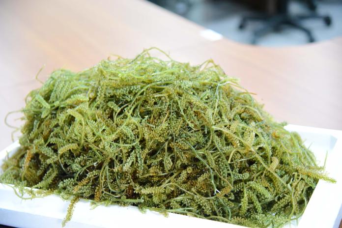 海大助理教授李孟洲突破種源與季節限制，每年可培育小葉蕨藻數公噸。（圖／屏科大提供）