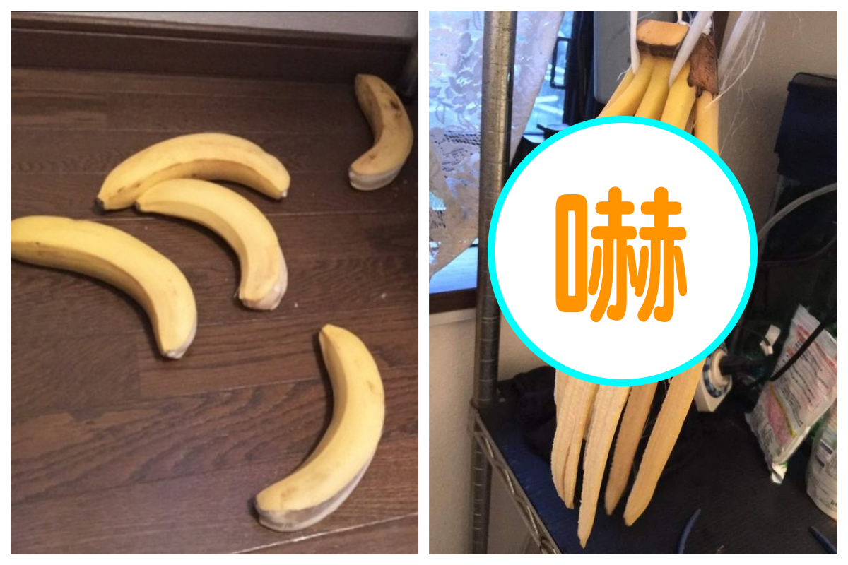 ▲網友聽別人說「香蕉掛起來才不會太快壞掉」，結果卻造成「香蕉自殺」的慘烈局面。（圖／翻攝自大里人聊天室）