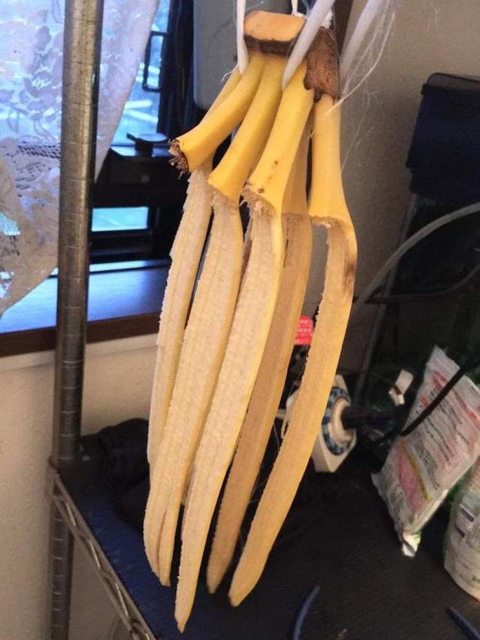 香蕉自殺