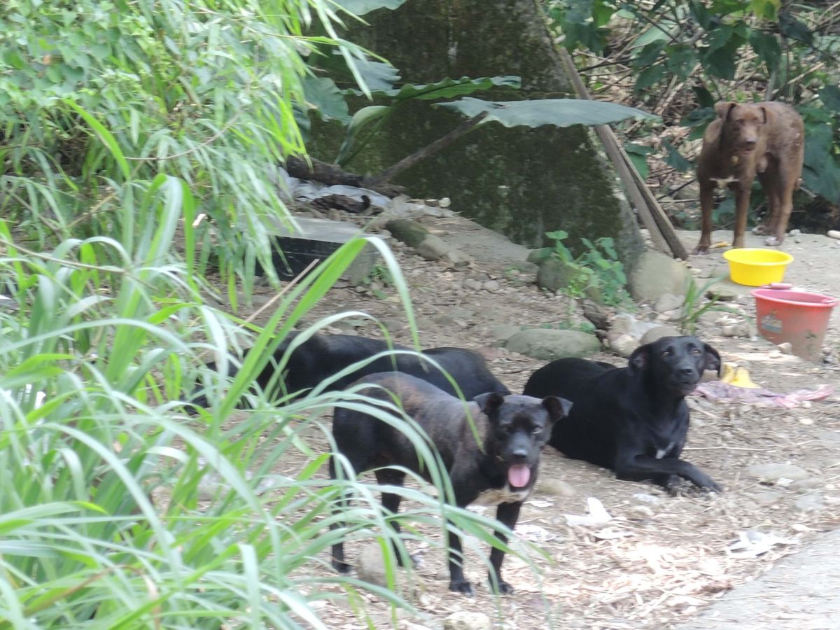 ▲芭樂坑、獅子坑及豐柏廣場常有愛狗民眾拿廚餘來餵養，已快變成流浪狗生育的溫床。（圖／記者陳雅芳攝，2019.05.26）