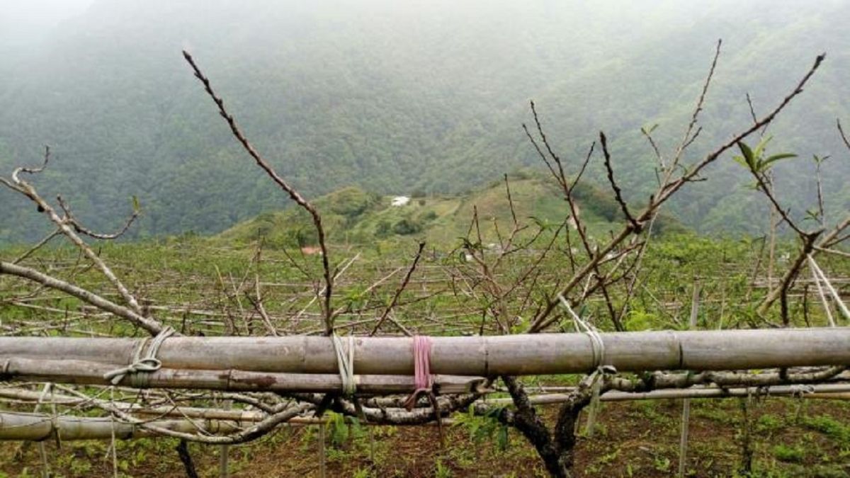 ▲年2-3月高溫(遲發性)造成新竹縣尖石鄉水蜜桃損害案，即日起開始受理農民申請農業天然災害現金救助。（圖／新竹縣政府提供）