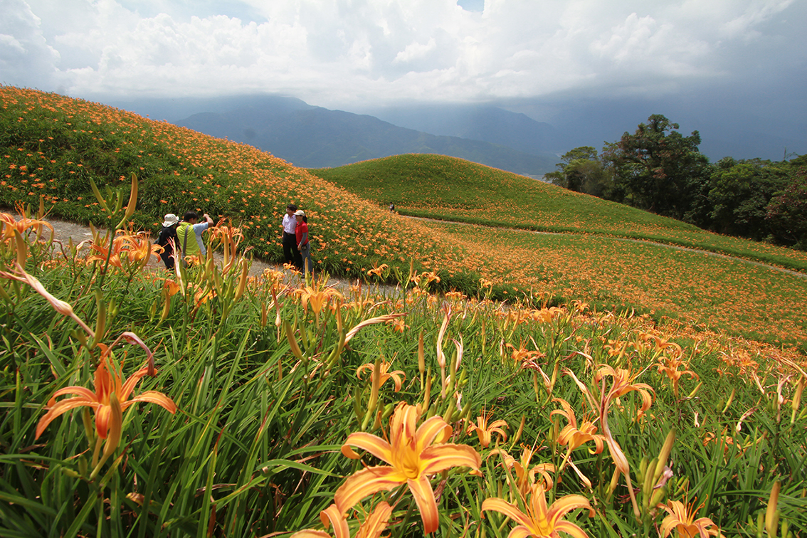 ▲暑假是花蓮縣的觀光旺季，同時也是金針花季的開始，有議員要求縣府全力行銷花蓮、行銷金針山。（圖／記者鄭志宏攝）