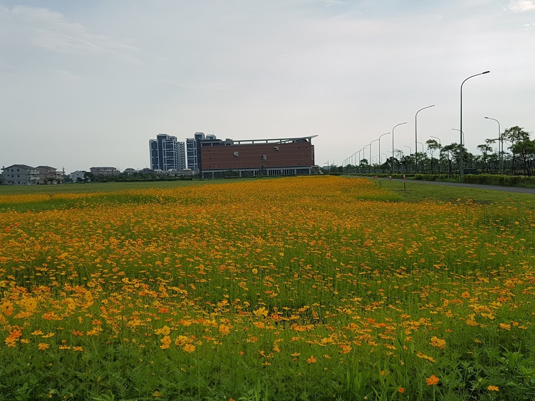 ▲宜蘭科學園區宜科一路旁，大片黃波斯菊正在盛開，美麗花海相當吸睛，成為民眾拍照熱點。（圖／記者李清貴攝,2019.05.27)