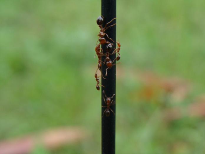 紅火蟻體型如同一般螞蟻，從0.2-0.6cm都有，頭及胸部為紅褐色，腹部為深褐色，全身油亮，帶有光澤