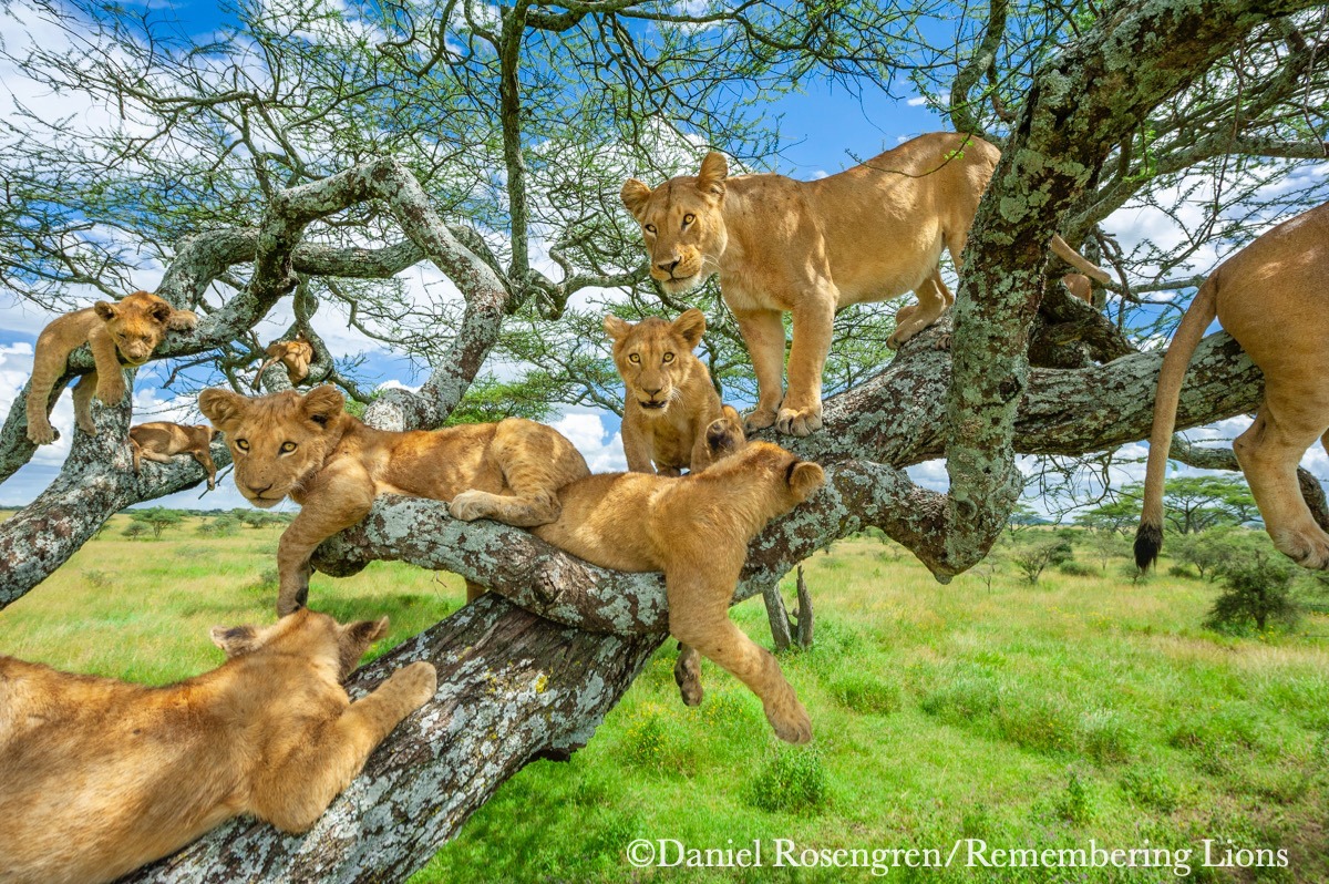 ▲（圖／翻攝自 Remembering Lions臉書專頁）