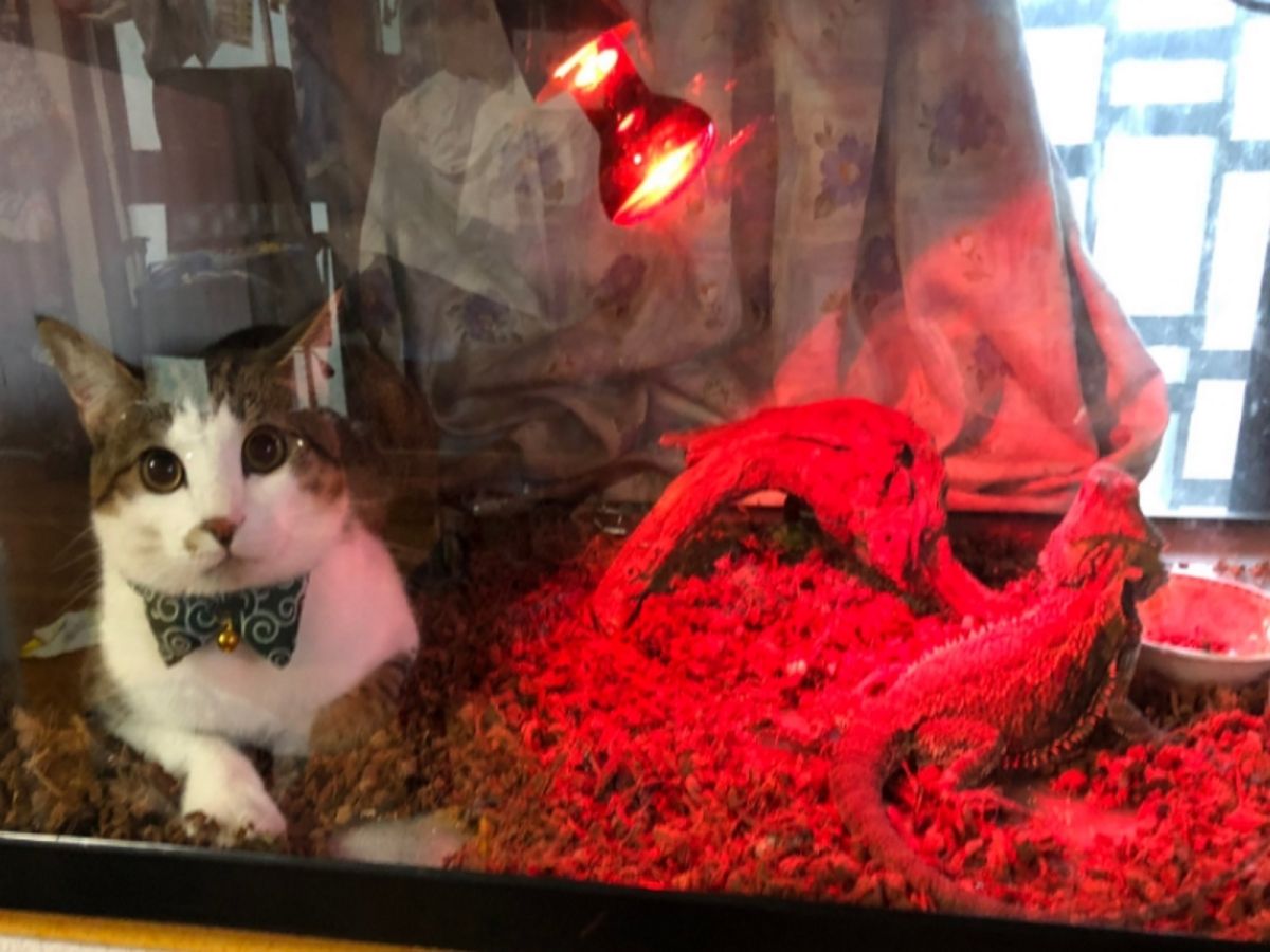 Aloha：朕覺得阿蜥的家不錯，有保暖恆溫的功能，決定來這裡借住一下！（圖／twitter@ascot110）
