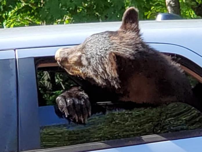 莫里斯說：「其中一隻小熊不只在我的駕駛座玩，還活像個人探出頭來看窗外，他們盡情地探索我車子裡所有的東西。」 （圖/Facebook@Chad Morris）
