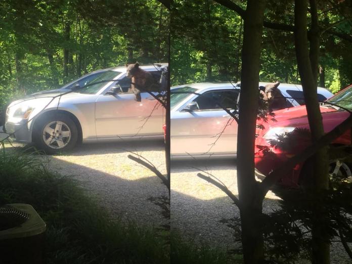 熊熊們努力地破壞莫里斯的車，似乎還想把車開走！ （圖/Facebook@Chad Morris）