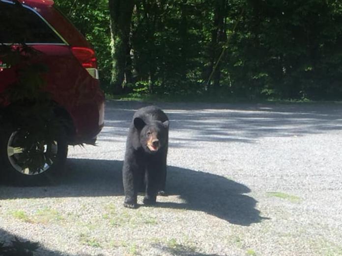 熊熊們在那附近晃了幾分鐘之後，才離開車道往深山走去。 （圖/Facebook@Chad Morris）