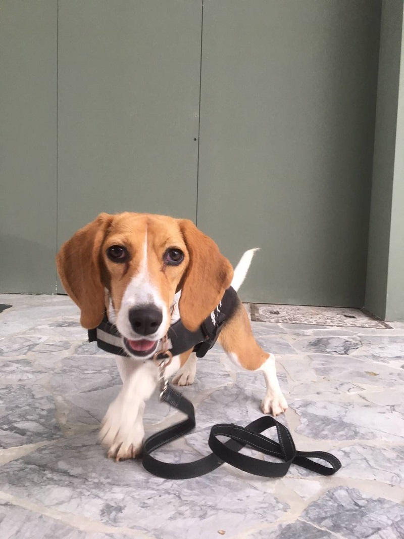 ▲小緝毒犬CHOCO首次出任務即順利助警查獲毒咖啡包（圖警方提供）