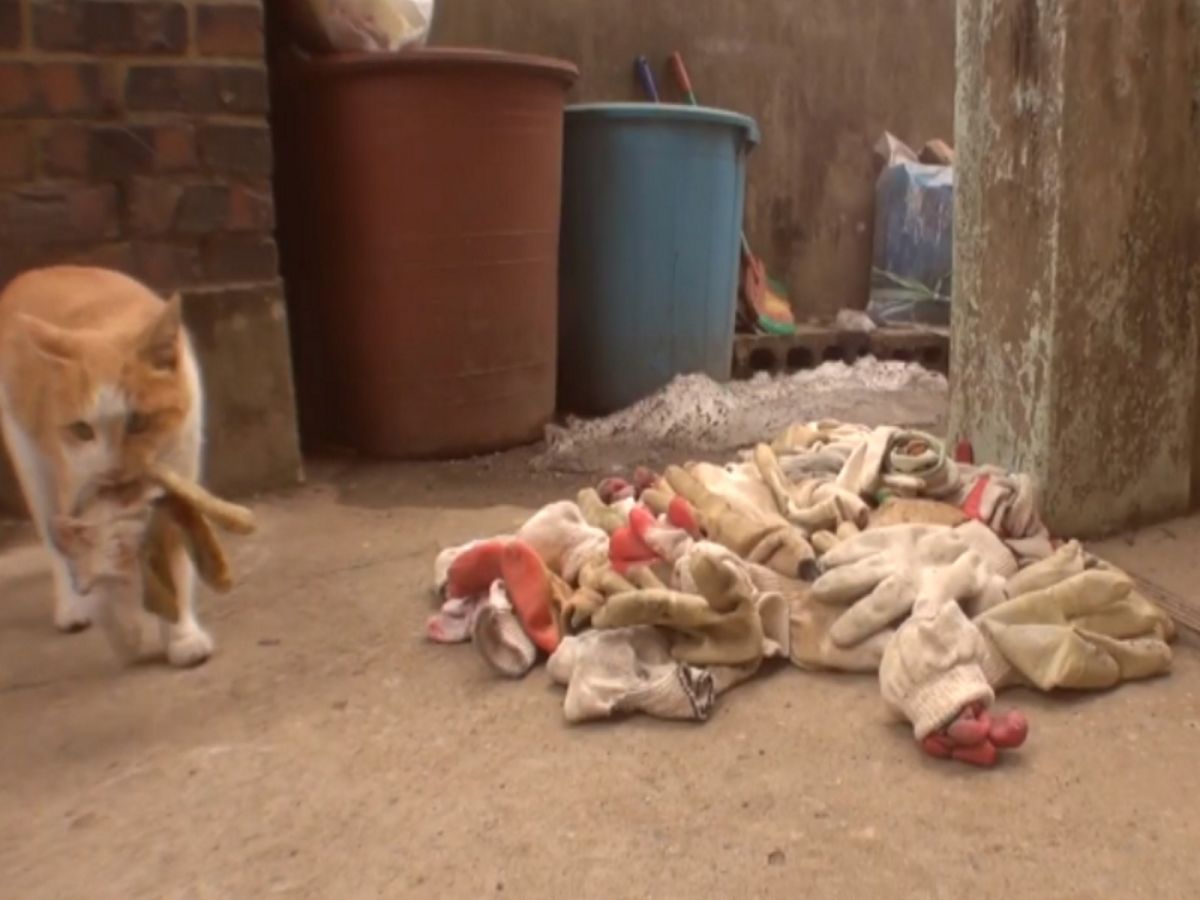 橘貓以各類手套將恩人家的庭院堆好堆滿，以表示牠的滿心感謝！（圖／Youtube@Kritter Klub）