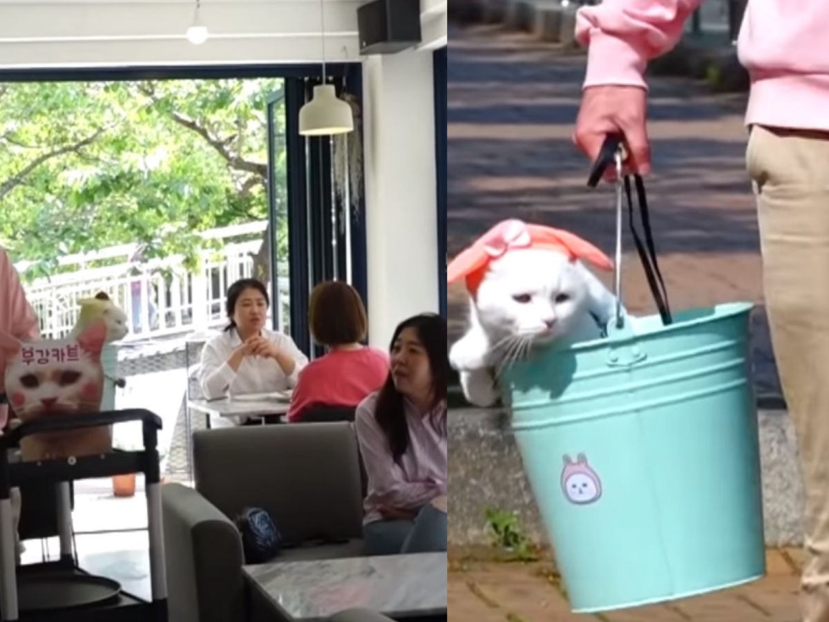 可愛的韓國貓咪坐水桶上班。 (圖/Youtube@SBS TV동물농장x애니멀봐)