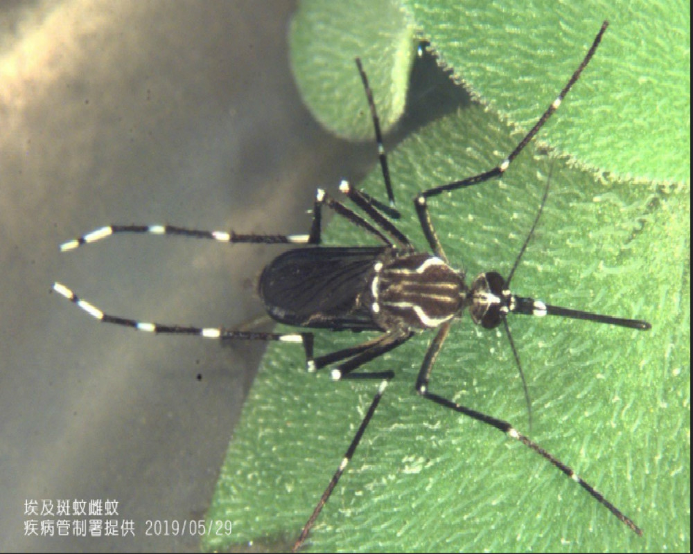 ▲高雄出現一例登革熱病例。（圖／疾管署提供）