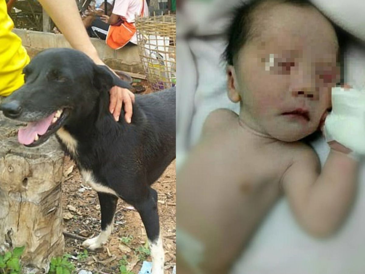 當地居民相當感謝PingPong拯救了嬰兒，將牠視為英雄！ (圖/Khaosod English)