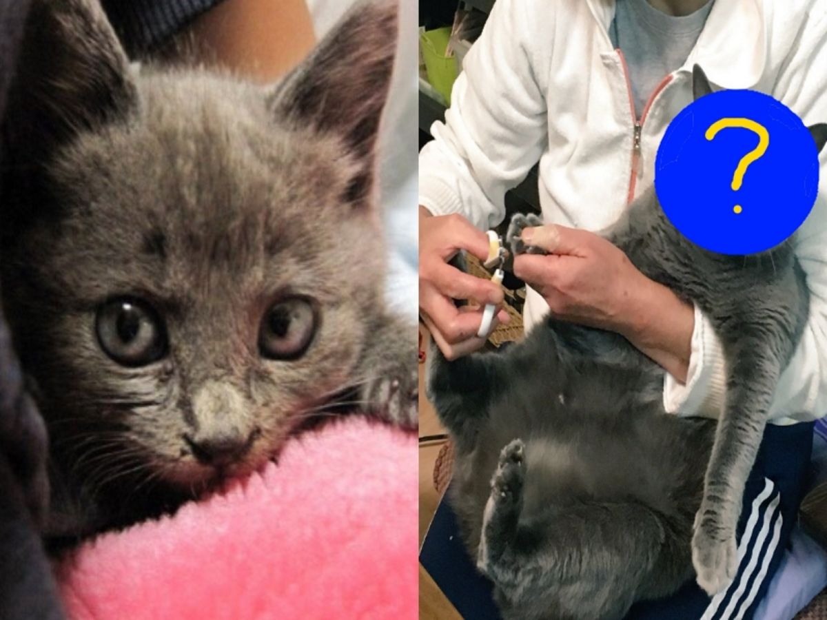 鮭夫是網友母親撿到的貓咪（圖／Twitter@toufu0420）