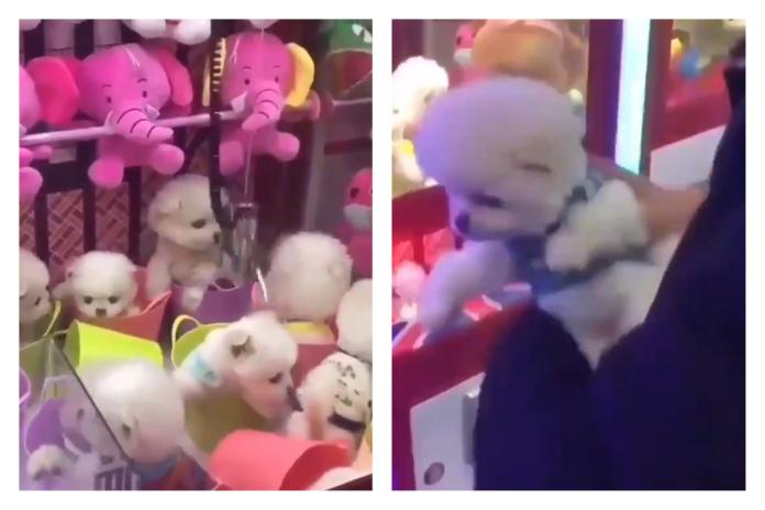 ▲許多隻活生生的小狗在娃娃機內被當作獎品，引起公憤。（合成圖／翻攝自
Daniel Schneider 推特）