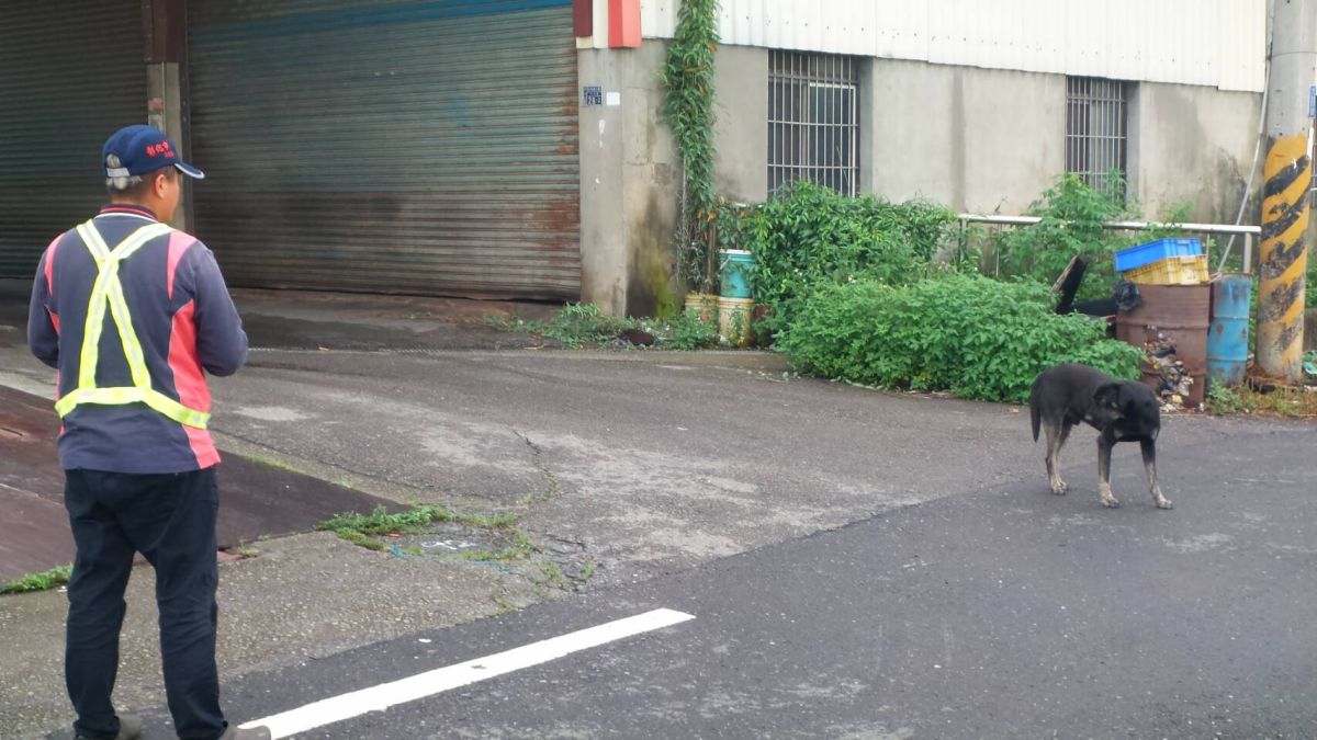 ▲流浪犬涉嫌隨機殺人，彰化縣動物防疫所發出緝捕令。（圖／記者陳雅芳攝，2019.05.30）