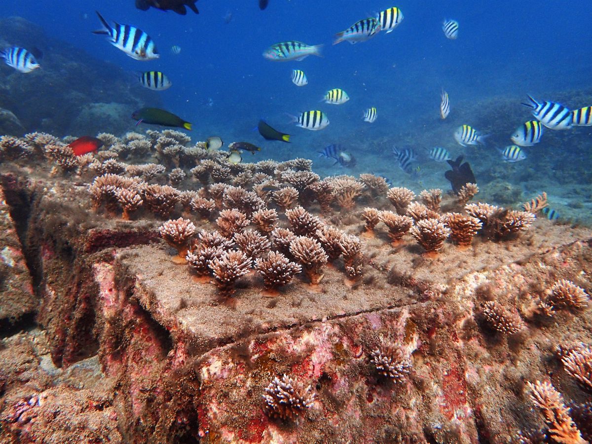 ▲歷時3年的澎湖海洋花園植栽計畫，31日舉辦成果發表會，這些經由人工植栽、海底種樹首度曝光。（圖／澎種苗場提供，2019.05.31）