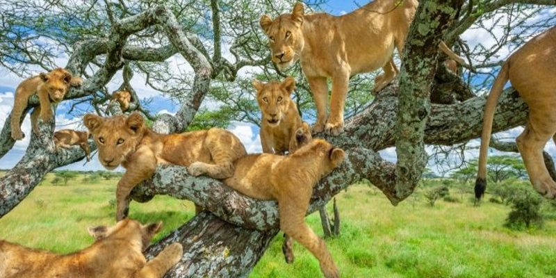 攝影師「真實版獅子王」霸氣照　成功募款650萬元做保育
