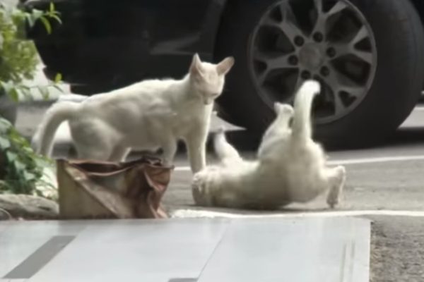 凶悍的Winter只要遇見Summer就會想辦法趕走牠（圖／翻攝自Youtube@Kritter Klub）