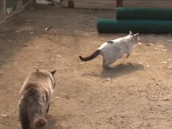 一看到外來的貓咪，Shabang會跑過去把牠趕跑，不會讓牠靠近雞群。 (圖/Youtube@ Kritter Klub) 