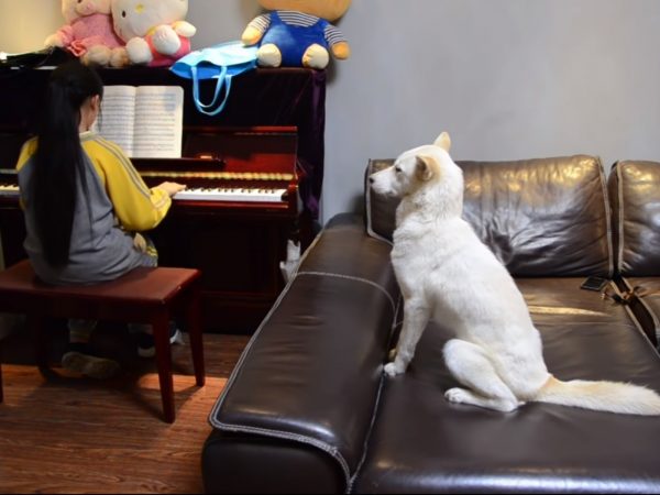 現在當狗也是不容易的！飯糰不只要監督功課，後來也要監督姐姐彈鋼琴。 (圖/Youtube@South China Morning Post) 