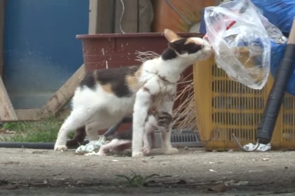母貓在尋找食物時，只能拖著脖子也被纏住的幼貓，而幼貓因痛苦而不斷尖叫，也造成母貓尋找食物上的困難（圖／翻攝自Youtube@Kritter Klub）