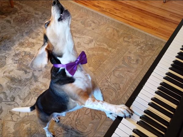 讓我們來高歌一曲～凹嗚～ (圖/Youtube@Buddy Mercury) 