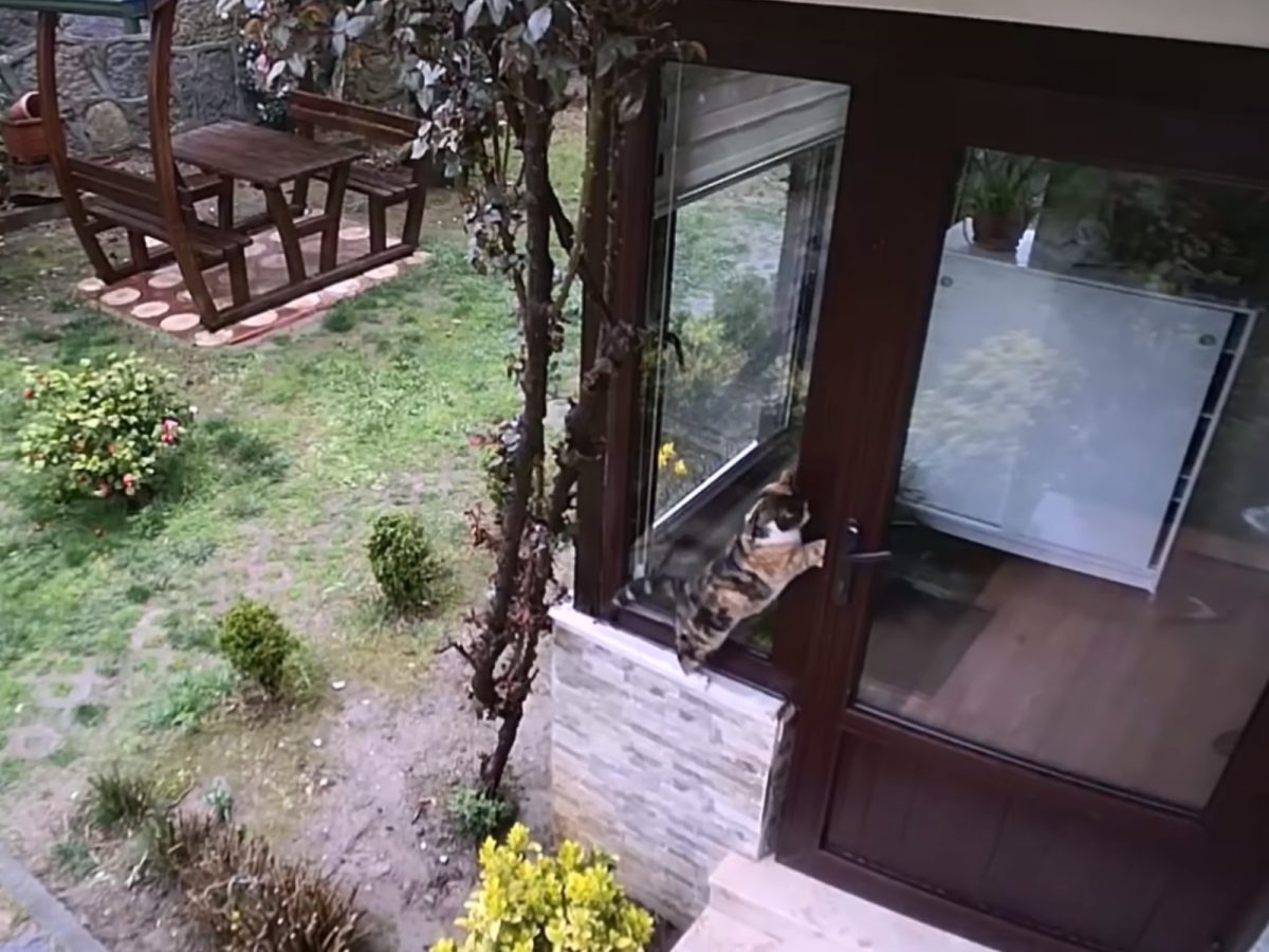 強盜喵A發現目標住家沒有人留守，還打開一個小縫縫，根本是迎接牠大駕光臨！(圖/Youtube@walter santi) 