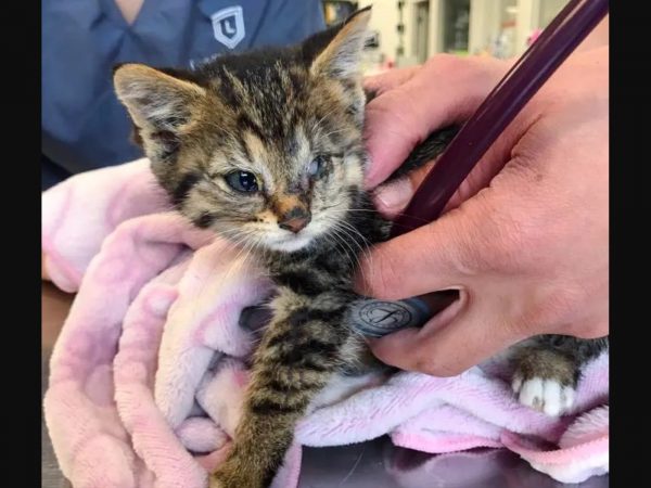 獸醫覺得可能是烏納的眼睛感染情況太嚴重，所以烏納自己把眼球弄掉了。席琳說：「等烏納在大一點我們才會幫牠做手術，在那之前牠要努力的還有很多。」(圖/Chatons Orphelins Montréal) 